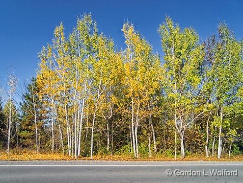 Roadside Birches_DSCF02517.jpg - Photographed near Smiths Falls, Ontario, Canada.
